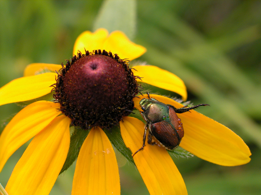 When NOT to use a Japanese Beetle Trap > Rescue